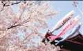 日本本州5晚6日+花之都+江之電+經典美食+京都鐮倉雙古都+一晚溫泉酒店