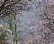 萬畝梅園—平通走馬羌寨梅花山一日游